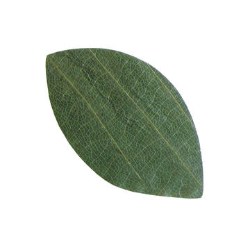 プチ干朴葉懐敷(緑)50枚入