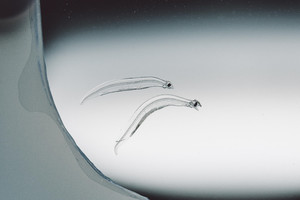 飲食ニュース・トレンド