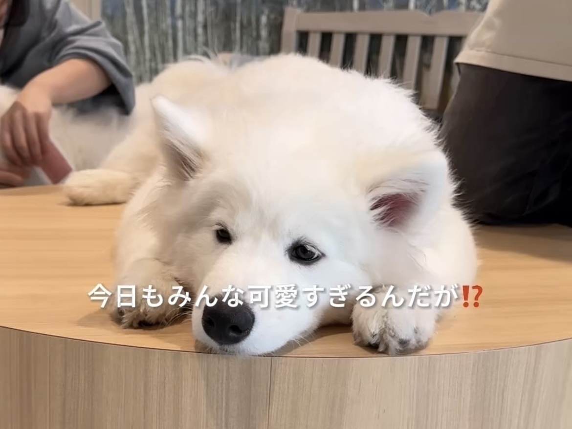 京都にある「サモエドカフェアル」でアルバイト募集中！